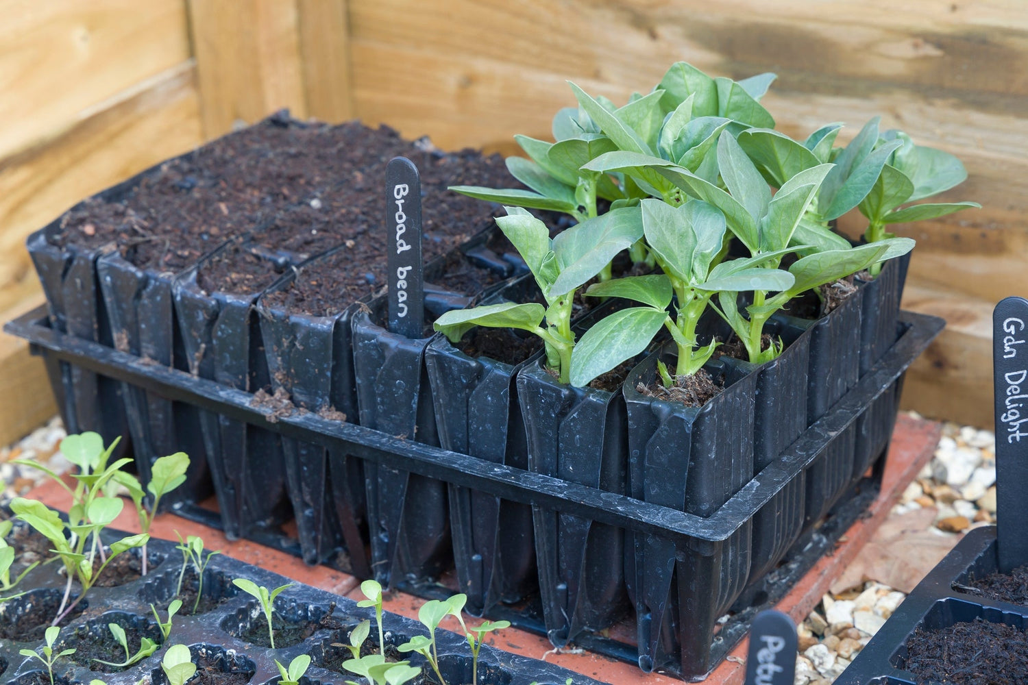 Aussaat im Januar: Was du jetzt schon an Gemüse aussäen kannst