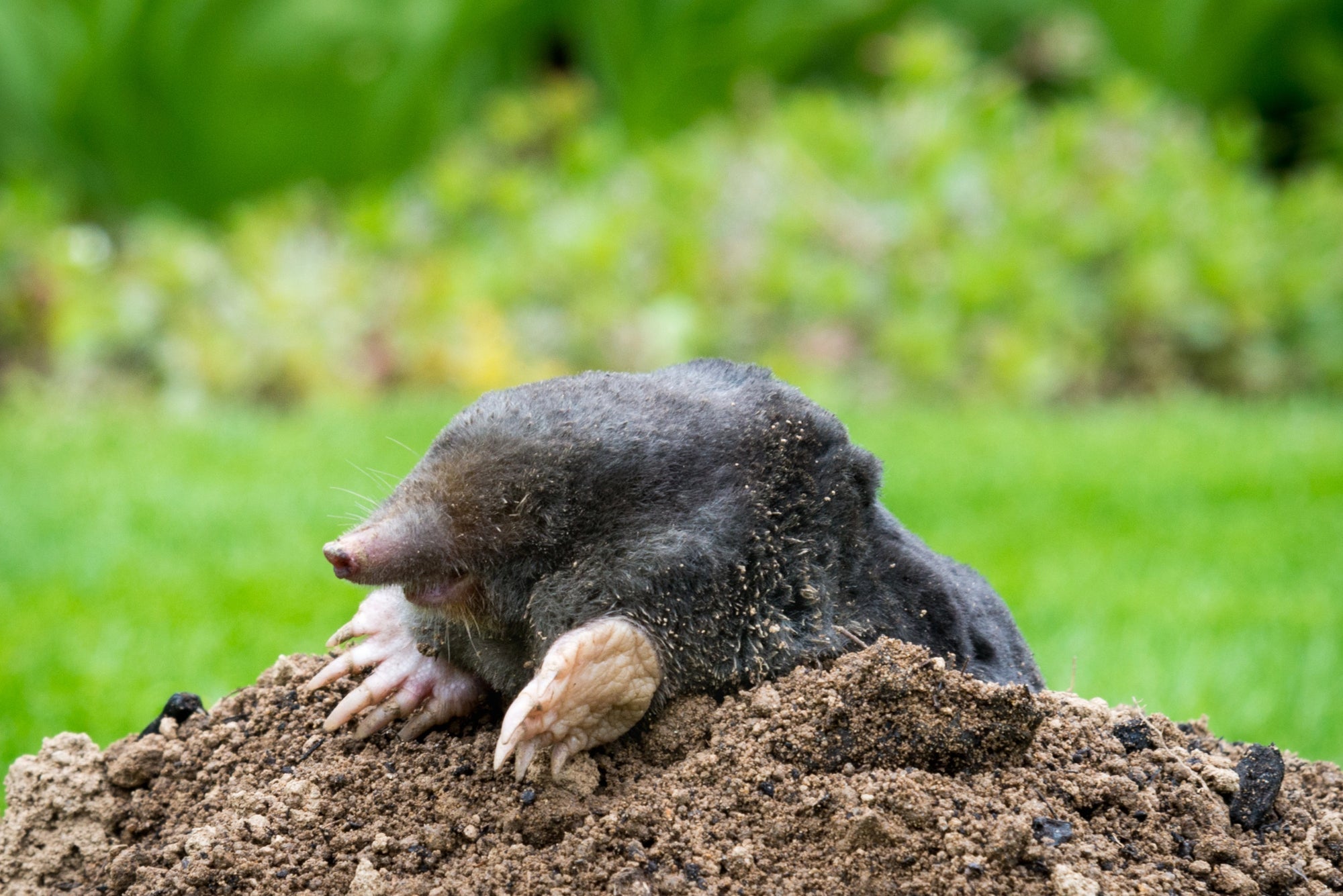 Maulwurf vertreiben Titelbild