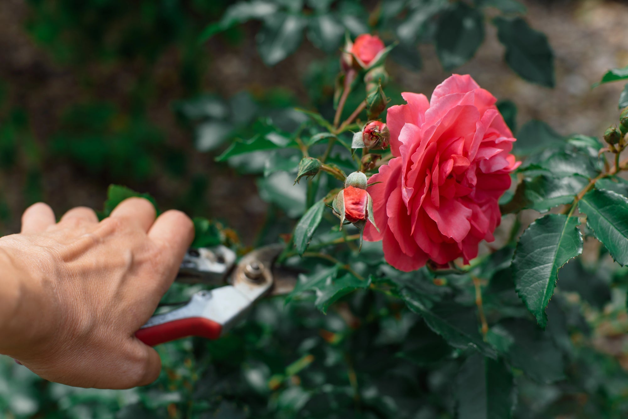 Rosen schneiden Titelbild